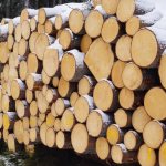 Experts saw a loophole in the project of the Ministry of Industry and Trade on quotas for the export of round timber